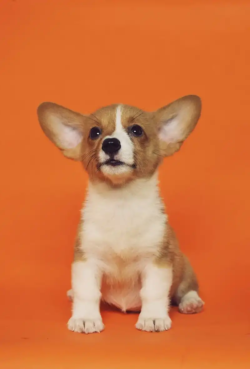 Équipe créative de marketing stratégiquement pour une marque d'animaux